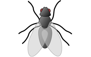 Fly control